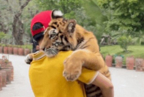 Tuýt còi khu du lịch để khách tham quan bế hổ như thú cưng