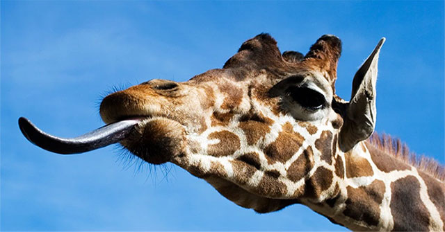 Vì sao hươu cao cổ có lưỡi màu tím đen?
