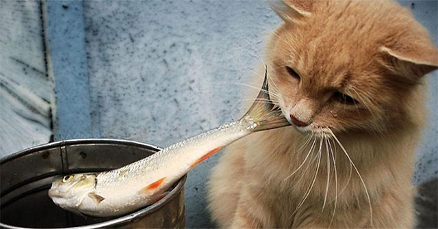 Vì sao khi ăn cá, các loài động vật không sợ bị hóc xương?