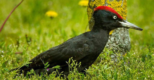 Vì sao một số loài chim thích tắm trong bày kiến?