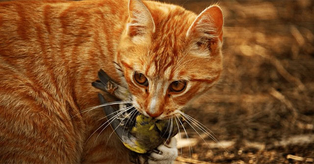 Vì sao nước Úc có nhiều mèo hoang vẫn còn nhiều chuột?