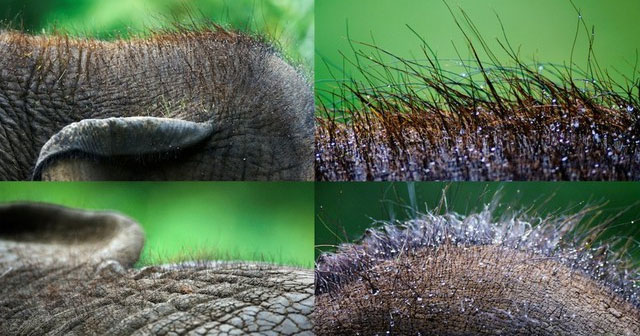 Vì sao voi châu Á khi còn nhỏ lại có lông dài còn voi châu Phi thì không?