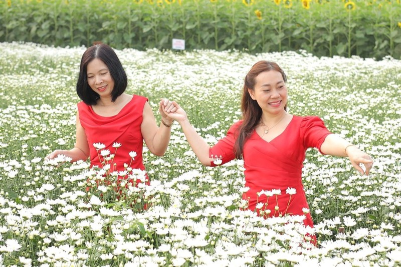 Vườn cúc họa mi trái mùa điểm đến giải nhiệt mùa hè tại xứ Quảng