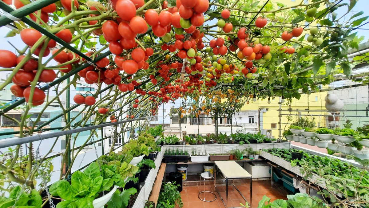 Vườn rau củ trên sân thượng vừa ăn vừa tao bóng mát