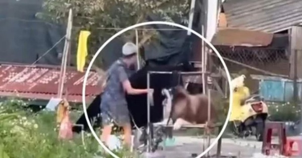 Xôn xao clip chú chó ở Đà Lạt bị đánh dã man vì không chụp hình cùng khách