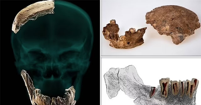 Xuất hiện dòng dõi người chưa từng biết, lai giữa 2 loài ở Israel