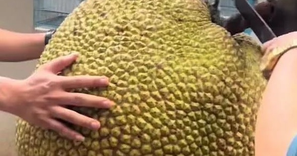 Xuất hiện quả mít khủng ở Việt Nam gần 55kg, chủ nhân chia sẻ gì?