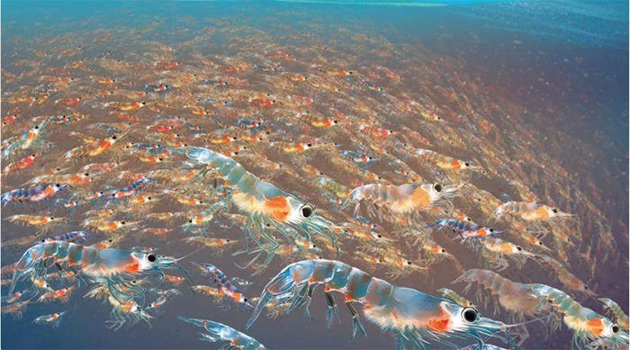 Ước tính đại dương có khoảng 30 nghìn tỷ con tôm Nam Cực.