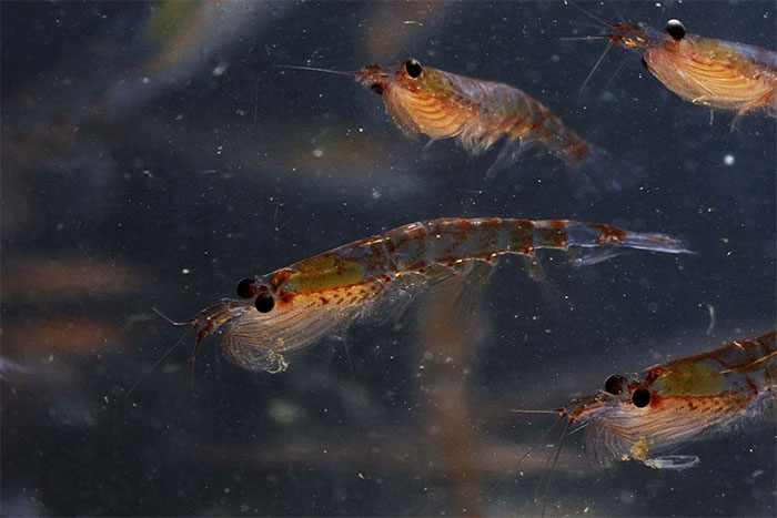 Thức ăn của loài tôm Nam Cực là thực vật phù du trong đại dương.
