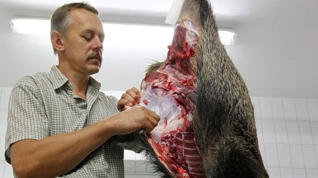 Kiểm tra thịt lợn rừng