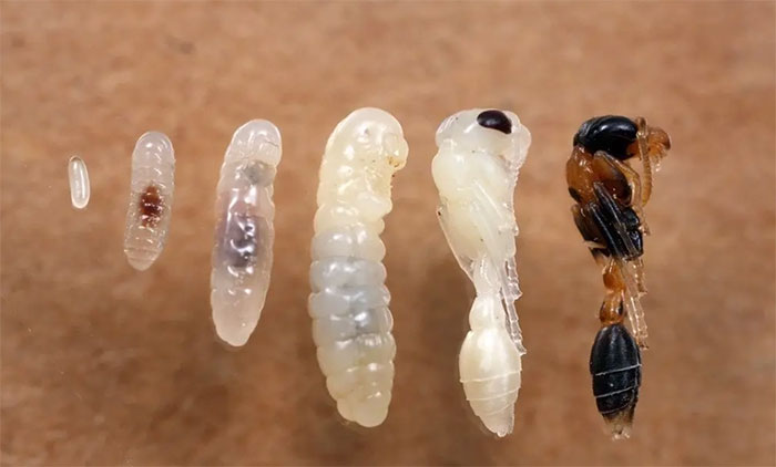 Chất lỏng cũng ảnh hưởng đến khả năng ấu trùng phát triển thành kiến chúa hay kiến thợ về sau.