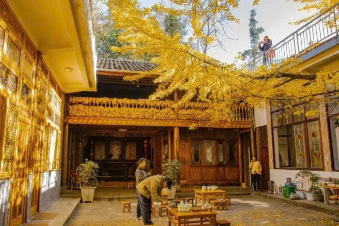 Được mệnh danh là “thủ phủ ngân hạnh”, ngôi làng nhỏ nằm cách trung tâm thành phố Đằng Xung hơn 40 km này sở hữu hơn 400 ha rừng ngân hạnh, trong đó có hàng trăm cây cổ thụ hàng trăm đến nghìn năm tuổi. Ảnh PYS Travel