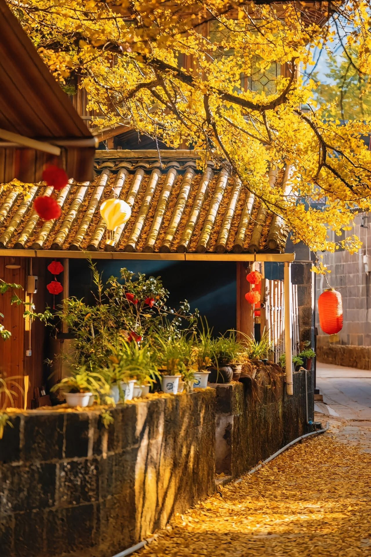 Những ngôi nhà gỗ sơn mộc mạc, mái ngói rêu phong xen lẫn giữa tán lá vàng rực rỡ, tạo nên khung cảnh như tranh vẽ. Ảnh Đào Ngọc Huyền Thư