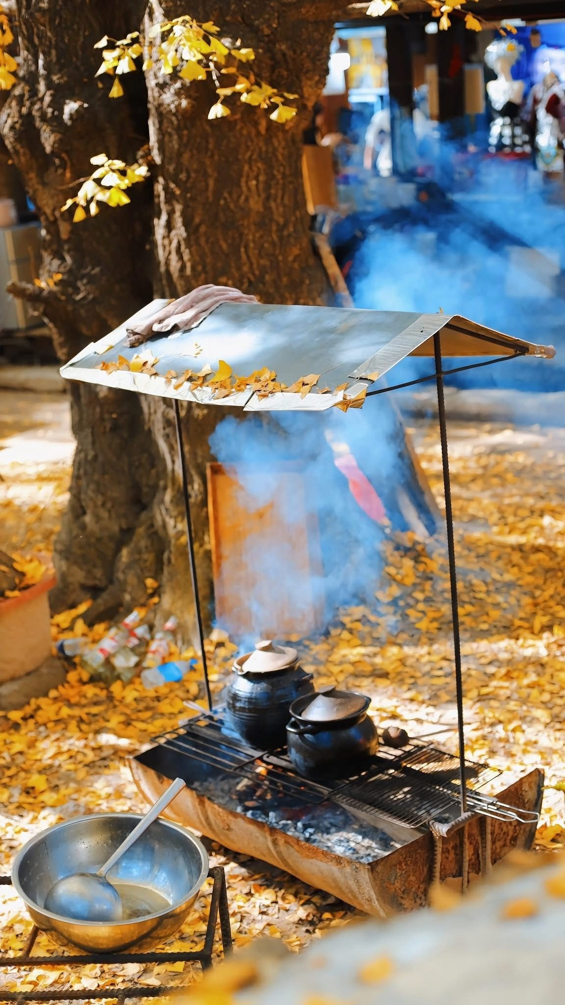 Điểm đặc biệt của làng Ngân Hạnh là “làng trong rừng, rừng trong làng”. Ảnh Đào Ngọc Huyền Thư