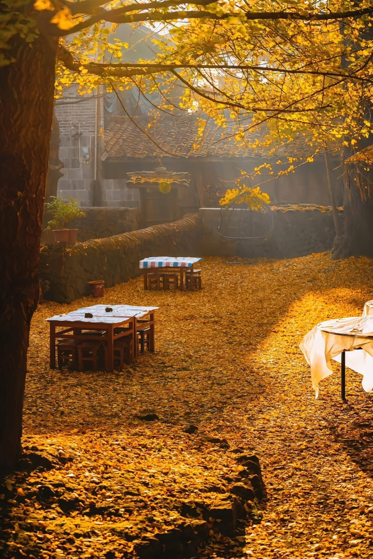 Dường như mỗi hộ dân đều có ít nhất một vài cây ngân hạnh ngay trước sân hoặc sau vườn. Đến đây vào cuối tháng 10 đến giữa tháng 11, du khách sẽ được đắm mình trong sắc vàng trải dài bất tận, từ những con đường đá rêu phong, bờ suối trong veo cho đến mái nhà cổ kính. Ảnh Đào Ngọc Huyền Thư