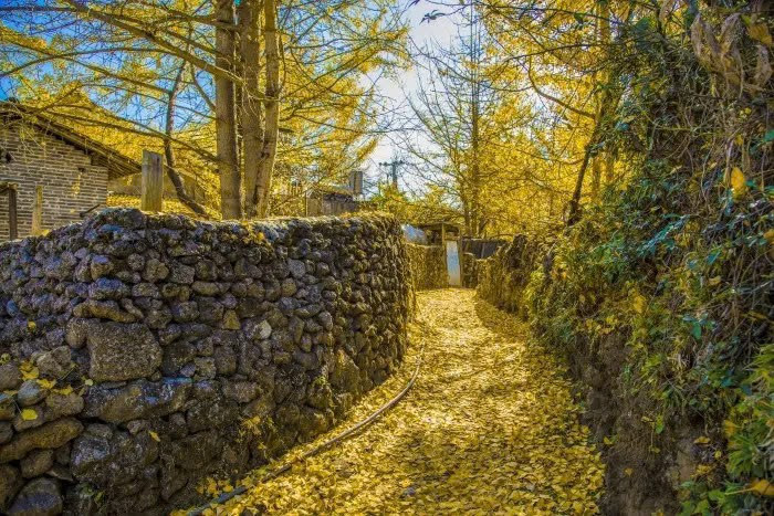 Hiện nay, làng có vài trăm hộ dân. Ngoài làm nông nghiệp, nguồn thu nhập chính là từ quả ngân hạnh và du lịch mùa thu. Người dân tận dụng sân vườn để mở homestay, bán hàng ăn, đồ lưu niệm. Không gian sống nơi đây vẫn giữ được nét nguyên sơ, gần gũi, đồng thời cởi mở chào đón du khách.