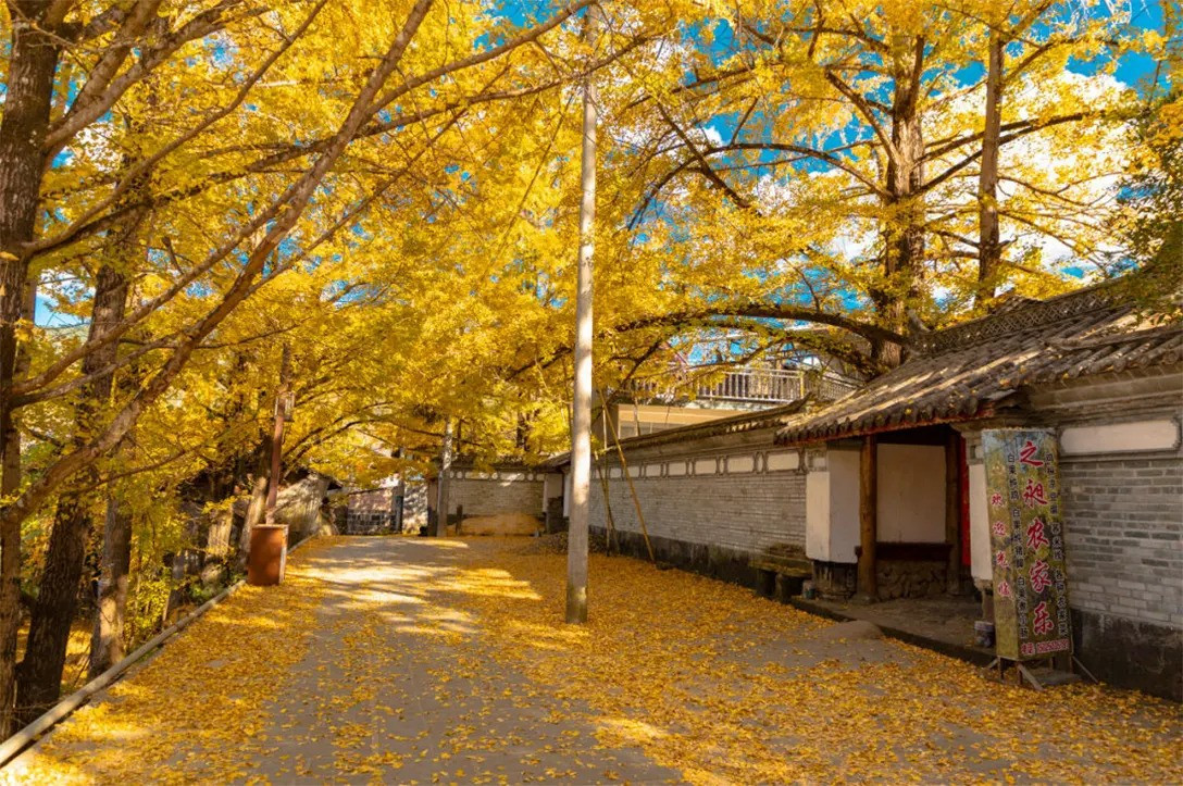 Một trong những trải nghiệm thú vị nhất khi đến đây là thưởng thức các món ăn chế biến từ hạt và hoa ngân hạnh. Người dân địa phương thường dùng hạt ngân hạnh để hầm gà, rán trứng, rang muối hay nấu cùng cá, tạo nên hương vị vừa lạ miệng vừa bổ dưỡng. Ảnh KimLienTravel