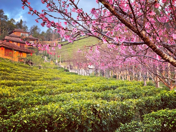 Tuần thứ ba của tháng 12, hoa anh đào đã nở rộ ở Mae Hong Son, tỉnh cực Tây Thái Lan, giáp biên giới Myanmar. Hiện là mùa du lịch cao điểm ở đây, thu hút đông du khách. Thời trước dịch, đôi khi bạn phải đặt phòng trước cả tháng mới có chỗ nghỉ tại những resort hot để ngắm hoa đào. Ảnh: Leewinerukthai