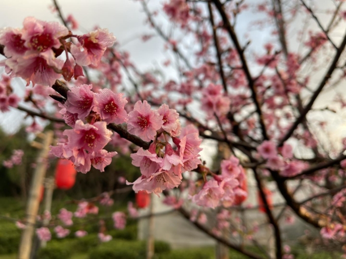 Hoa đào Mae Hong Son là giống cây hoang dã, mọc tự nhiên trên triền núi như nhiều nơi thuộc miền Bắc. Mỗi năm, hoa nở một lần vào khoảng từ cuối tháng 12 đến giữa tháng 2, sớm hơn nhiều nước châu Á khác như: Nhật Bản, Đài Loan, Hàn Quốc... Ảnh: Leewinerukthai
