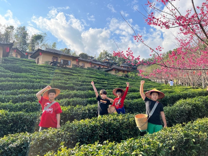 Một trong những điểm ngắm hoa đẹp nhất là resort Lee Wine Ruk Thai tọa lạc trên một đồi chè trong làng Ban Rak Thai (hay còn được gọi là Mae Aw). Đây là nơi nhiều người Vân Nam (Trung Quốc) di cư sang nên kiến trúc nhà cửa, resort mang hơi hướng Trung Hoa. Do vậy, nó còn được dân du lịch ví là Phượng Hoàng cổ trấn xứ chùa vàng. Du khách có thể trải nghiệm hái chè dưới tán hoa anh đào ở resort. Ảnh: Instagram okadatang