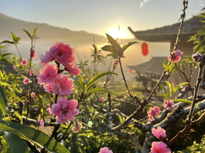 Bình Minh và hoàng hôn ở đây rất đẹp. Hoa đào khoe sắc trong sương sớm tạo nên khung cảnh tựa tranh vẽ. Ảnh: Leewinerukthai