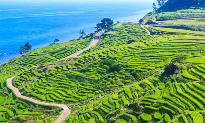 Hãy bắt đầu với những ngôi đền cổ kính ở Kyoto hoặc trung tâm giải trí sôi động ở Tokyo. Và sau đó, hãy đi xa thêm chút nữa để có những khám phá mới mẻ, thú vị cho riêng bạn là lời gợi ý đến từ Cơ quan Xúc tiến Du lịch Nhật Bản tại Việt Nam (JNTO). Dưới đây là một số điểm đến được JNTO khuyến khích du khách nên ghé thăm trong hành trình khám phá dọc đất nước Nhật Bản.Ruộng bậc thang SenmaidaNằm trên bán đảo Noto và nhìn ra biển Nhật Bản, những cánh đồng lúa nằm trên sườn đồi theo kiểu bậc thang này đã được quốc gia chỉ đinh là Điểm đến có Cảnh đẹp Đặc biệt. Trong tiếng Nhật, Senmaida có nghĩa là 1.004 cánh đồng. Cạnh cánh đồng có một bãi đỗ xe rộng lớn và nhà nghỉ phục vụ khách du lịch.Một trong những thời điểm ngoạn mục nhất để ngắm nhìn cánh đồng là vào ban đêm, từ giữa tháng 10 đến tháng 3 hàng năm. Lúc này, toàn bộ cánh đồng được thắp sáng bởi hàng nghìn đèn led đổi màu liên tục sau 15 phút.Cách đến: thuận tiện nhất là bằng phương tiện cá nhân, hoặc thuê xe. Có xe buýt tốc hành từ ga JR Kanazawa thuộc thành phố Kanazawa để đến đây. Tuy nhiên, chuyến xe này chạy không thường xuyên, và mất nhiều lần trung chuyển.