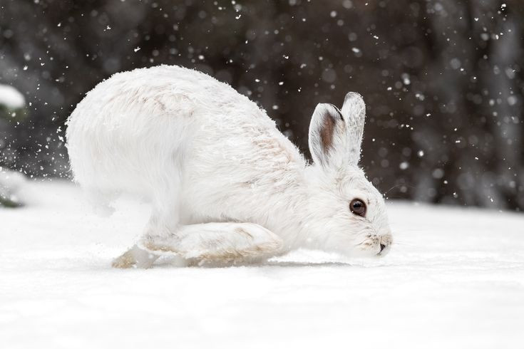  Khả năng đào hang trong tuyết. Chúng thường tạo hốc trong tuyết hoặc dùng các khe đá làm nơi trú ẩn, tránh gió lạnh và thú săn mồi. Ảnh: Pinterest.