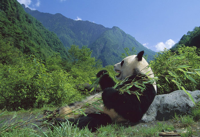 Toàn bộ khu bảo tồn Gấu trúc Tứ Xuyên gồm nhiều danh thắng và cảnh quan thiên nhiên rất đẹp và rộng lớn