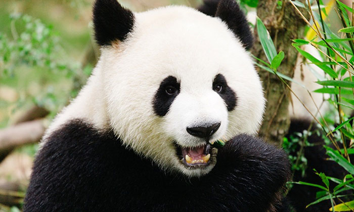 Gấu trúc là loài vật hoang dã được yêu thích ở nhiều quốc gia khác nhau trên thế giới.