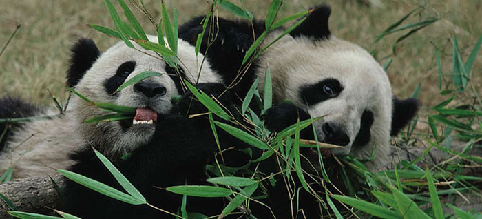 Gấu trúc được xem là biểu tượng của Trung Quốc