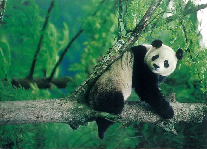 Gấu trúc bị xếp vào danh sách có nguy cơ tuyệt chủng bởi đặc điểm của loài này là sinh sản ít, tỉ lệ con chết cao