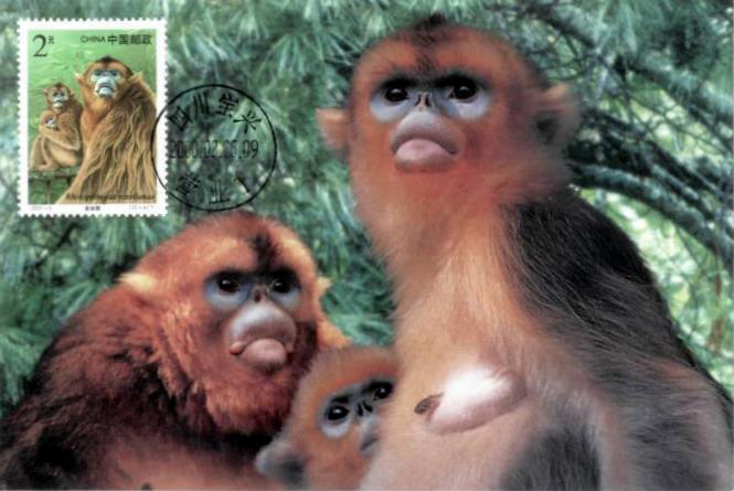 Gấu trúc lớn mặc dù là loài động vật hoang dã có kích thước khá lớn song thức ăn chủ yếu của chúng chỉ là thực vật như cành nong, lá non, rất ít trứng của một số loài côn trùng.