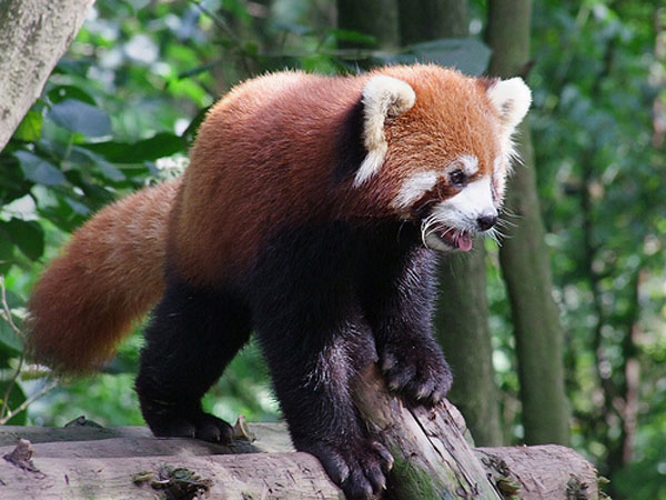  Bên cạnh gấu trúc, khu bào tồn này còn là nơi cư trú của các loài động vật có nguy cơ bị tuyệt chủng cao như gấu trúc đỏ, báo tuyết, báo gấm. 