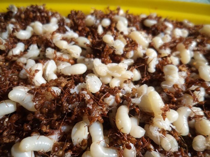 Kiến sau khi lấy về sẽ được làm sạch, rang sơ hoặc phơi nắng cho se lại. Cá suối cũng được lọc sạch, giã nhuyễn, vắt khô để khử mùi tanh. Hai nguyên liệu này được trộn với muối hột, tiêu rừng, ớt xanh và thính gạo để tạo nên hỗn hợp gỏi có vị ngọt của cá, chua của kiến, béo ngậy của trứng kiến và cay nồng đặc trưng của núi rừng. Ảnh MIA