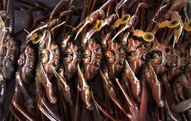 Cua tuyết được phân loại tại Cảng cá Mikuni ở tỉnh Fukui, Nhật Bản.