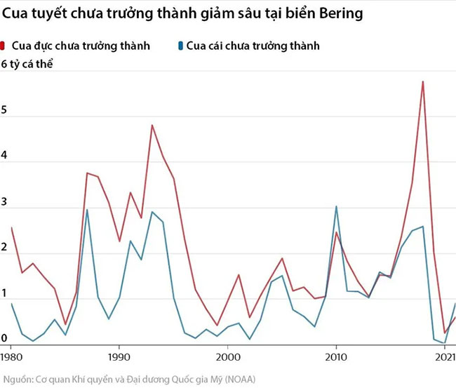  Số lượng cua tuyết chưa trưởng thành tại biển Bering đã giảm sâu. 