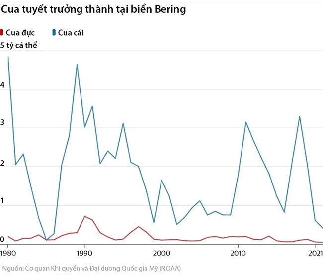  Không chỉ cua tuyết non, cua tuyết trưởng thành cũng bị suy giảm. 