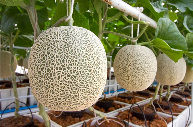 Dưa lưới Nhật Bản