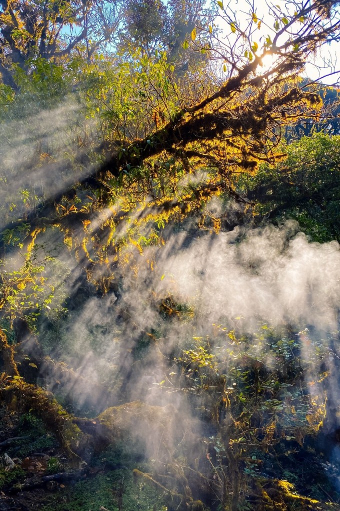 Vẻ đẹp của khu rừng nguyên sinh trong những ngày đầu năm (tháng 01/2023)  Ảnh: NVCC